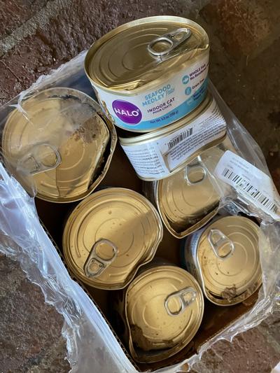 Halo Seafood Medley Pate Grain-Free Indoor Cat Canned Cat Food, 5.5-oz, case of 12