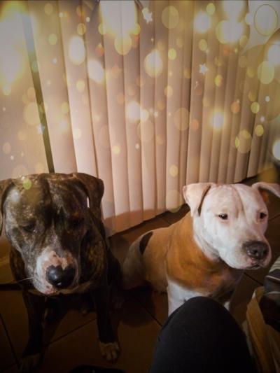 We're waiting on our Cesar food mom