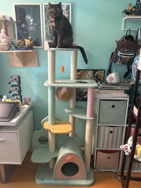 Photo of tree with 12 lb cat.