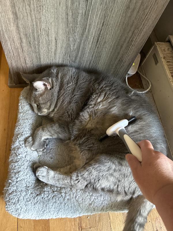 Taken just now for this review. Brushed a couple tiny ones out before Hetty woke up.