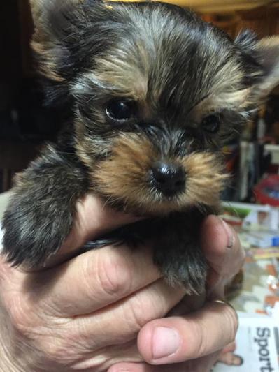 ...little baby "Jade"