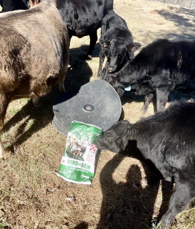 Enjoying their mineral.