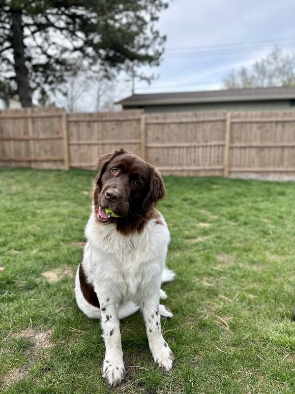 KONG SqueakAir Balls Packs Dog Toy, Medium, 6 count