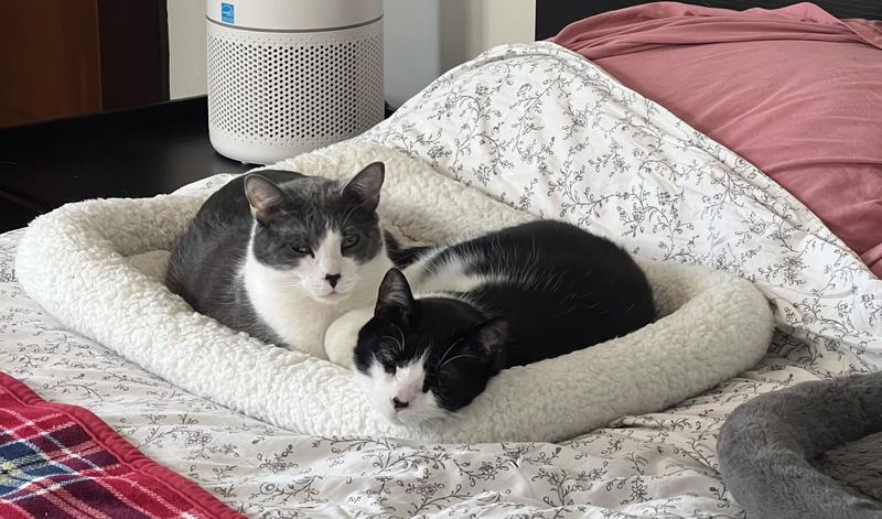 Two tuxedos lounging