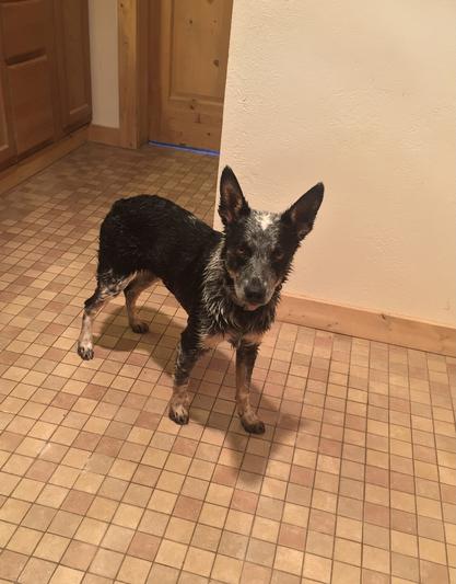 Rosie looks shiny and clean!