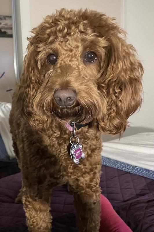 Rosy loves her new toy/treat holder!