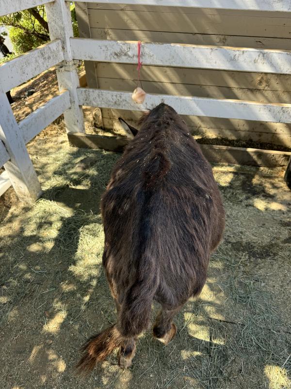 This picture is about 10 days after Rudi arrived