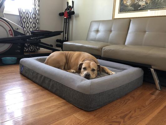 Casper dog hotsell bed sale