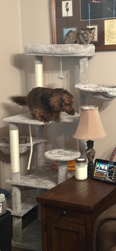 Lily loves her new kitten!