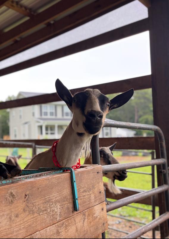 Dairy goat approved!