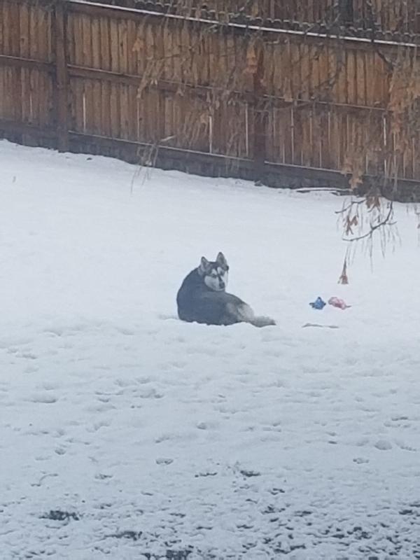 Snow pup