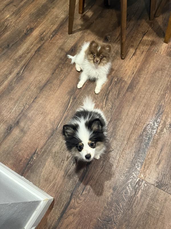 The Pups!