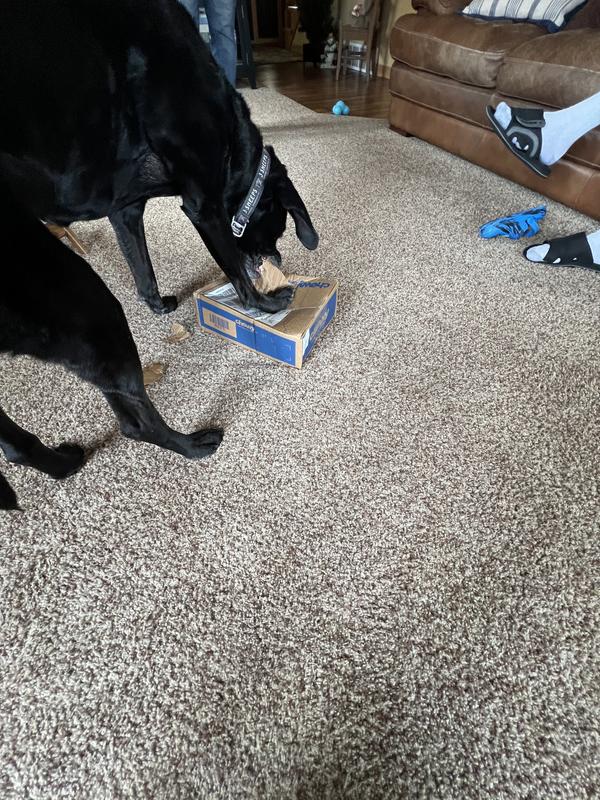 Love Chewy Surprises!