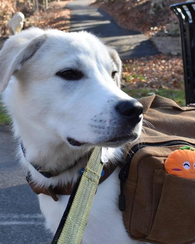 Cotton Canvas Dog Backpack, Brown