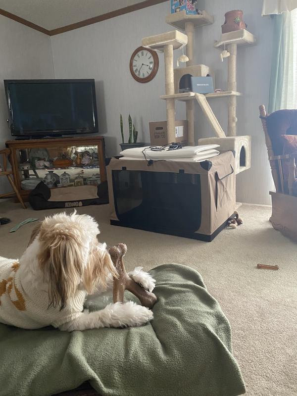 Beau with his med Benebone