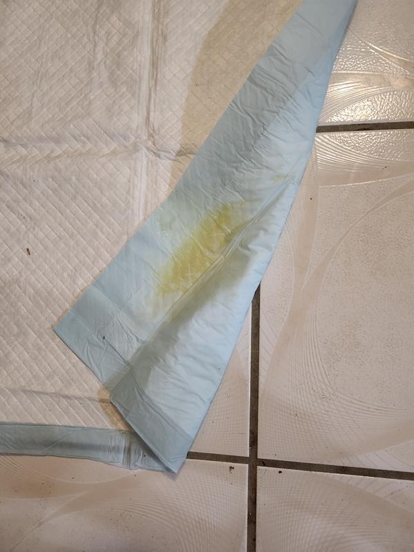 One small wee wee & leaking straight through the pad & onto the floor.