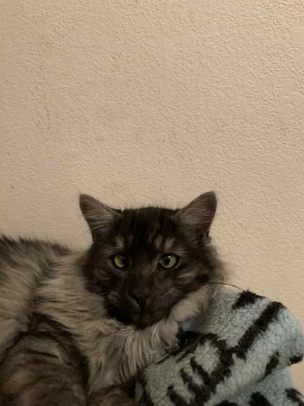 Wookie waiting his turn.