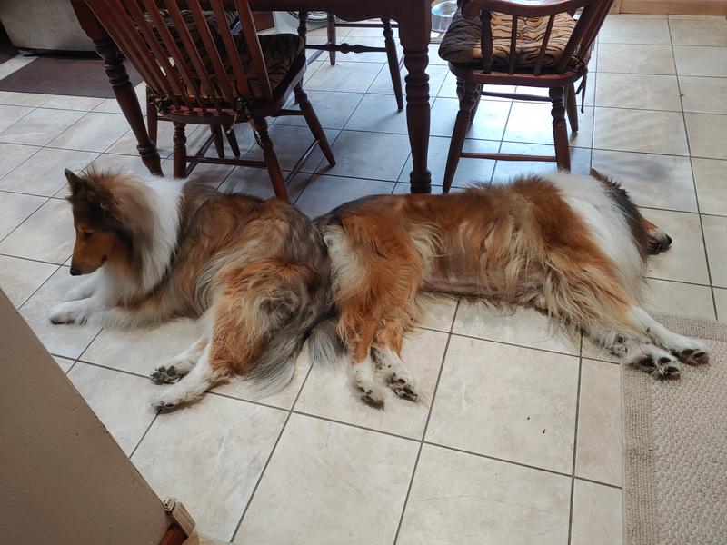 Relaxing in the kitchen, in my way of course.  I got used to it.  This picture is actually of Phoenix (totally laying down) and our precious Contessa who passed in May.  He still looks for her.