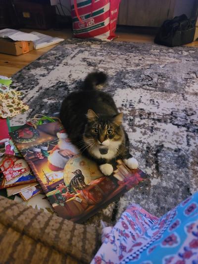 Merwin helping with Christmas gifts and wrapping 12/21