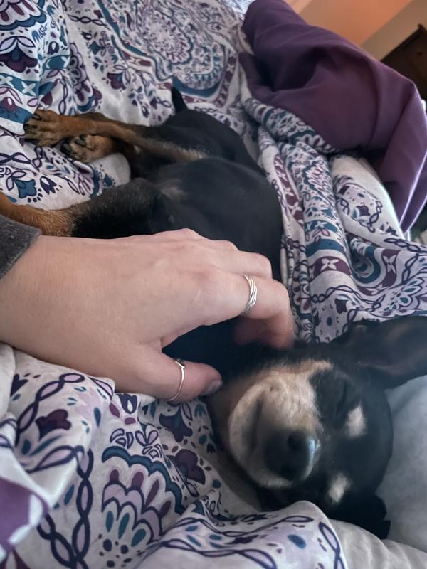 SELEGILINE HCL COMPOUNDED Capsule for Dogs and Cats, 2mg, 1 capsule