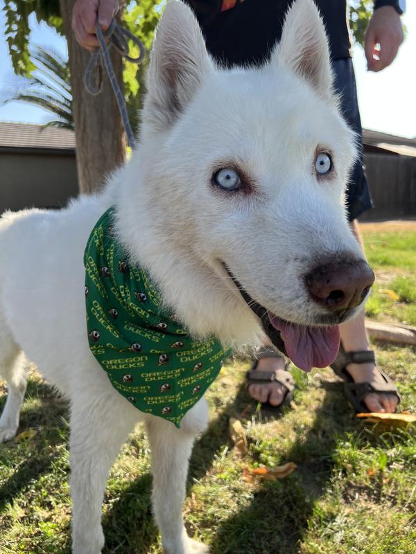 Bruno loving his new Oregon bandana