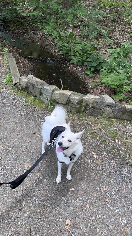 Walk in the park with her new harness and collar