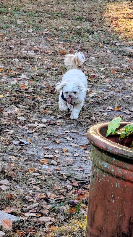 Muppet on his way in after a buzz with the lowest setting ❤️