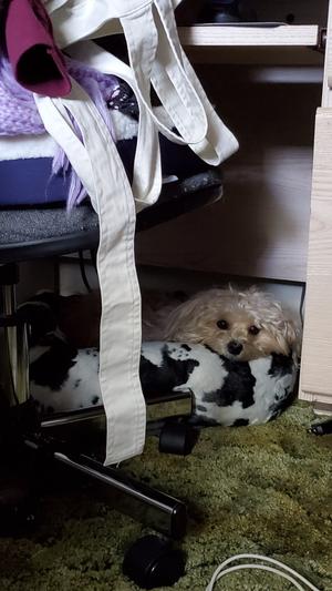 Pearl under the desk in cowbed