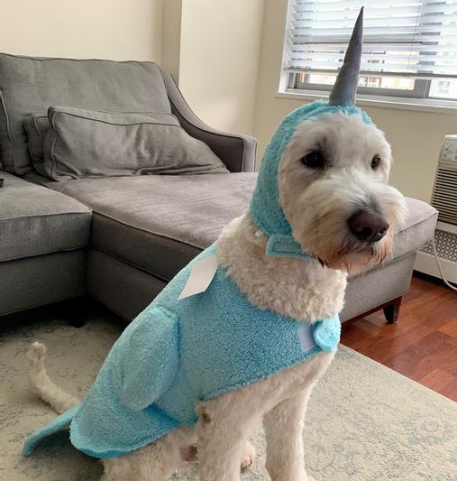 FRISCO Narwhal Dog & Cat Costume reviews 