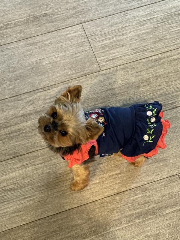 #MinnieMyMouse #oktoberfestyorkie