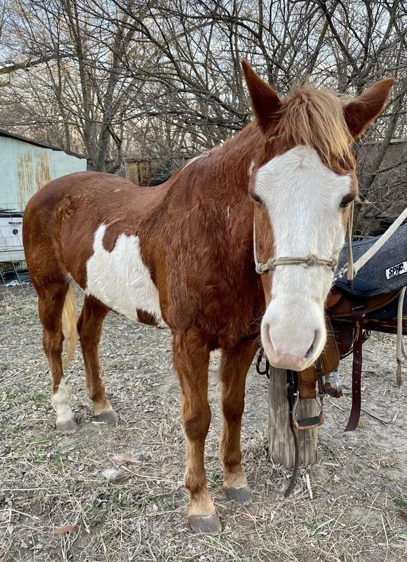 Beet pulp pellets provide the forage that she can't chew anymore.