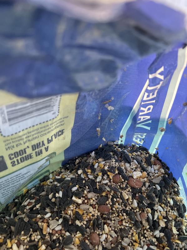 Moth webs and bugs in it again