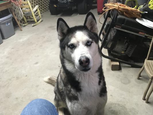 This is Diesel my best friend and family
