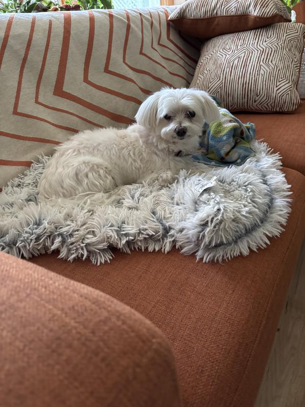 Leo as king!🤣