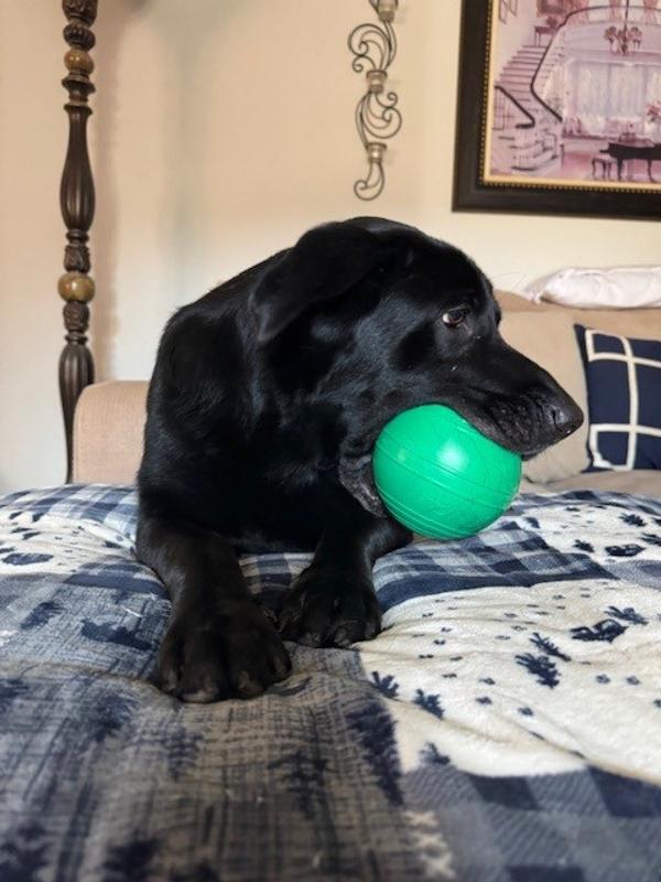 Will not drop it for anything.