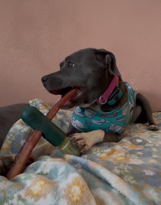 Fern enjoying a bully stick