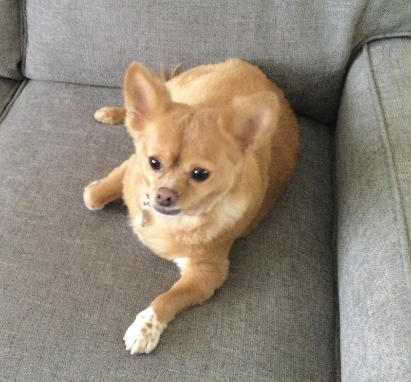 Rusty waiting for dinner