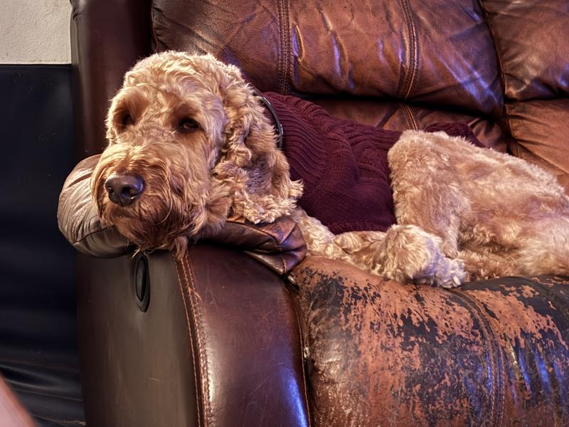 His ears are floppy and hairy, making cleaning necessary. This is the best ear cleaner I’ve used so far.