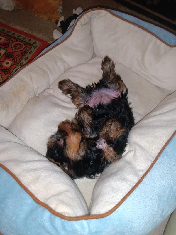 Rio mid day resting