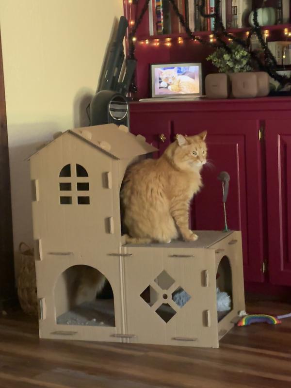 Schmidt the cat sitting on the balcony of a cardboard house