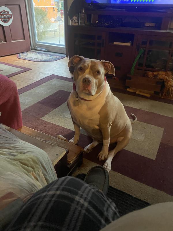 ICA waiting for her treat!!!