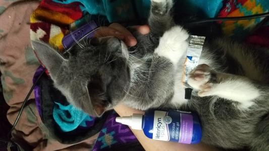 Discontinued - PURALUBE Vet Ointment Sterile Ocular Lubricant for