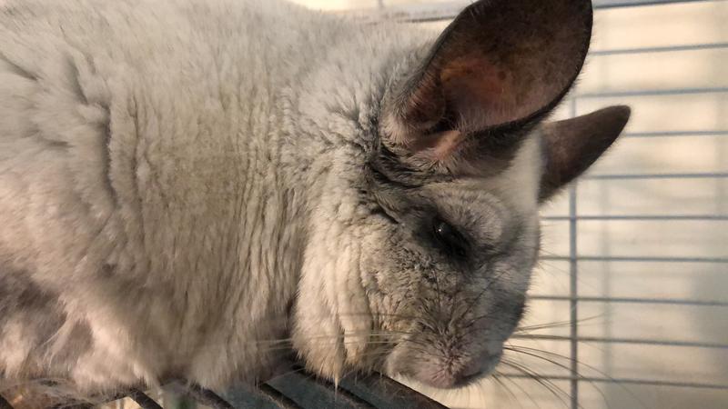 Furby loves her Sunburst food and treats!