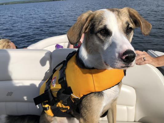 EZYDOG Doggy Flotation Device Life Jacket, Red, X-Small - Chewy.com