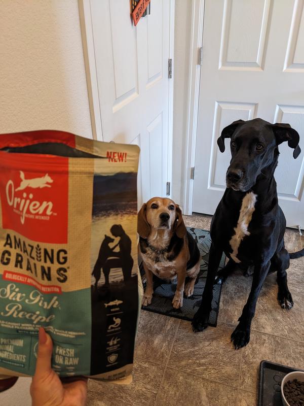 ORIJEN Amazing Grains , Six Fish 22.5lb Dry Dog Food