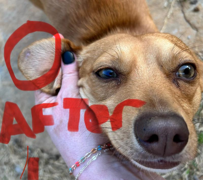 after - 5-6 days of rubbing it on once/day