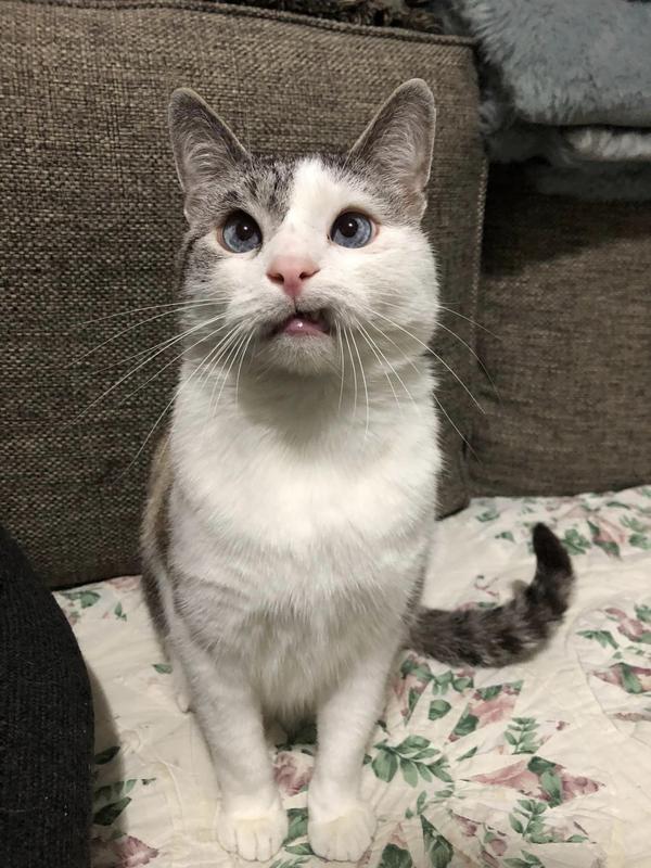 RENAPLUS (Potassium Gluconate) Powder for Dogs & Cats, 4oz