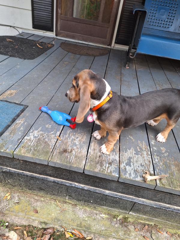 Stolen rooster from the neighbors