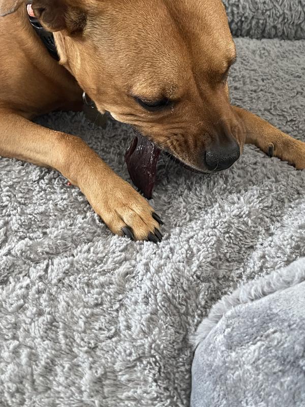 Terra the Pitbull chewing on her treat