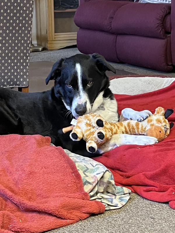 Teddy, more chewing and slobbering